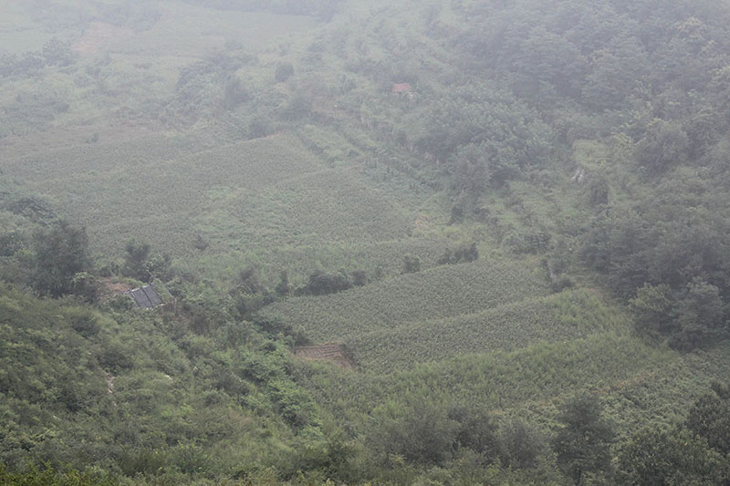 种植基地