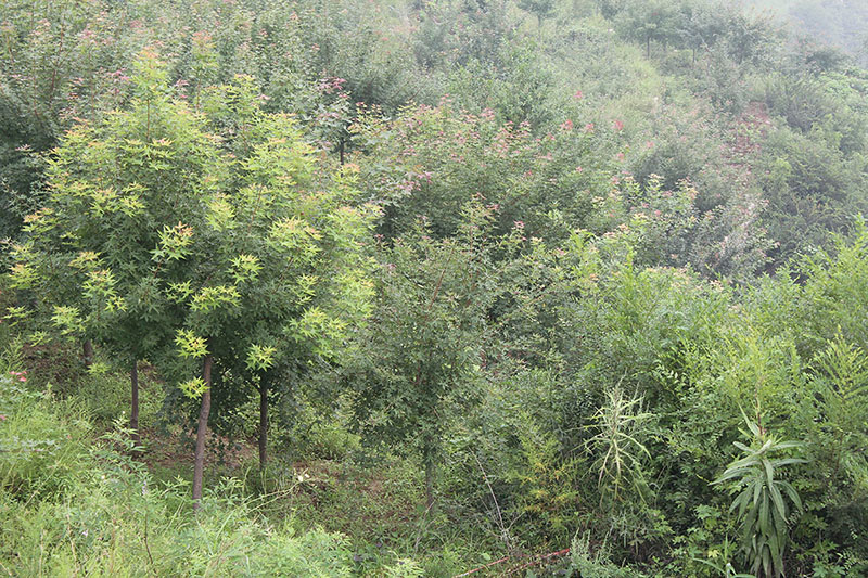 种植基地